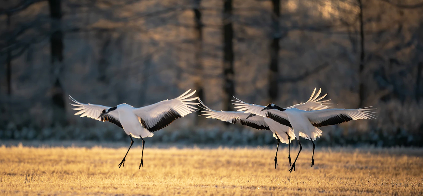 Sacramento National Wildlife Refuge